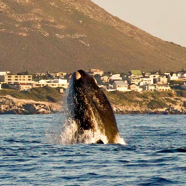 Masai Mara safari information